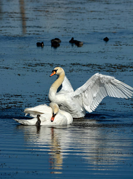 istock Pair of Swans Isolated on Blue Water 461034775