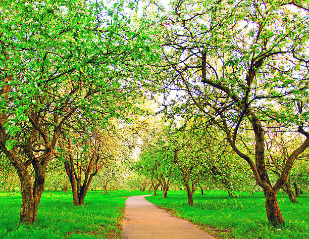 istock Beautiful blooming of decorative white apple and fruit trees ove 461034957