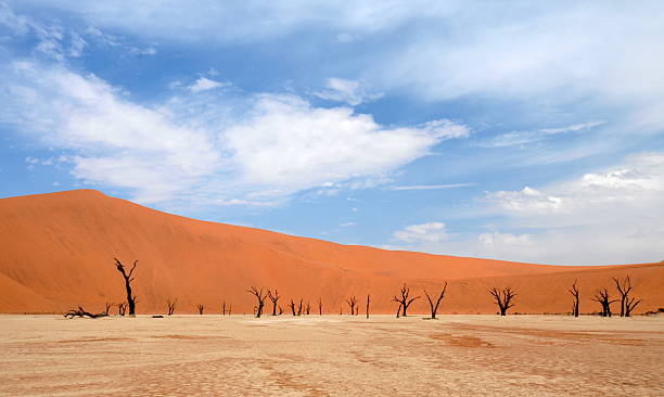 istock Petrified acacia trees in the Namib Desert, Namibia 461035893