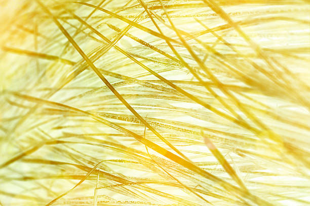 Abstract sunny background stock photo