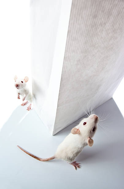istock rat and paper bag 461046815