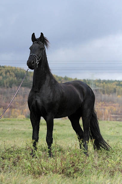 istock Friesian horse stallion 461047189