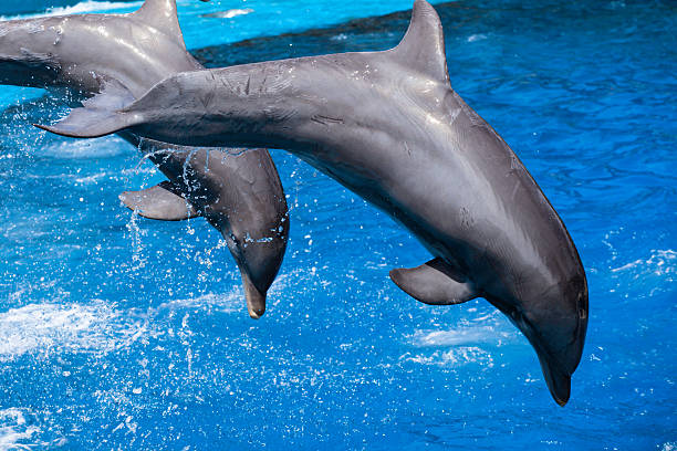 istock Dolphins swim in the pool 461049517