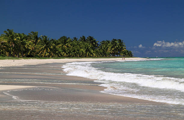 Deserted exotic tropical palm lined beach. Maceio, Brazil. stock photo