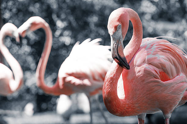 istock Pink flamingos against blurred background 461050849