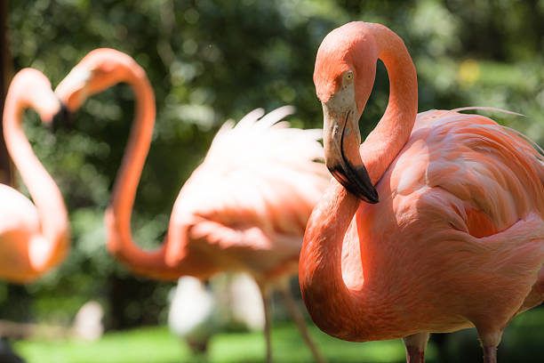 istock Pink flamingos against blurred background 461051499