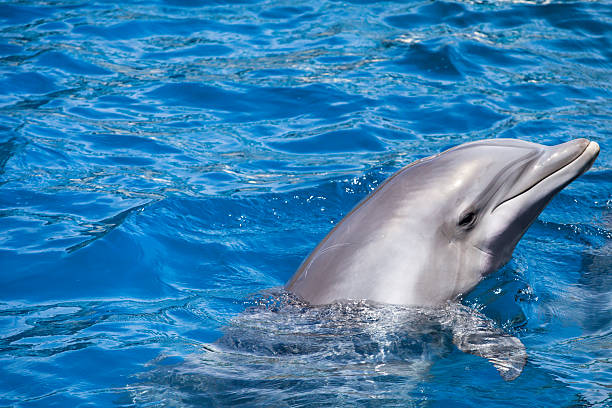 istock Dolphins swim in the pool 461051783