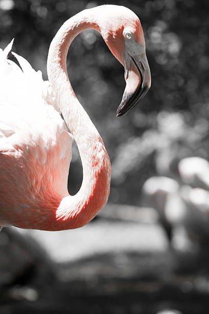 istock Pink flamingos against blurred background 461051787