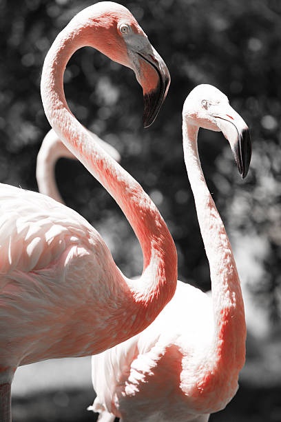istock Pink flamingos against blurred background 461052009