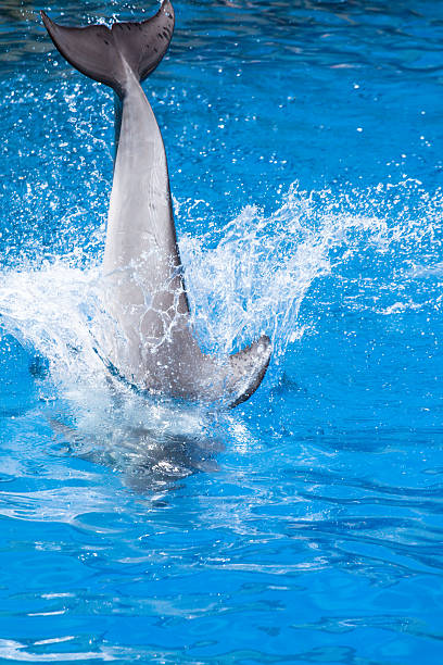 istock Dolphins swim in the pool 461052719