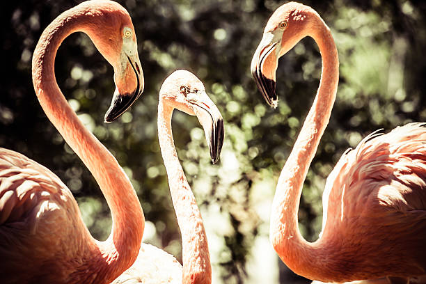 istock Pink flamingos against blurred background 461053347
