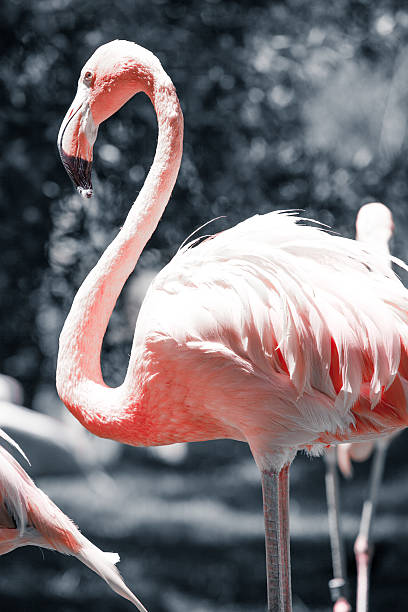 istock Pink flamingos against blurred background 461053439