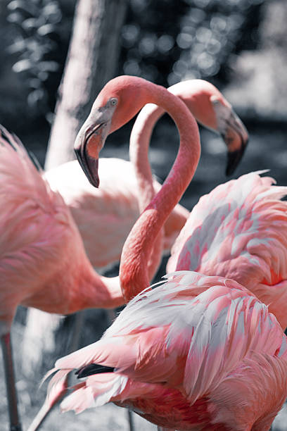 istock Pink flamingos against blurred background 461058643