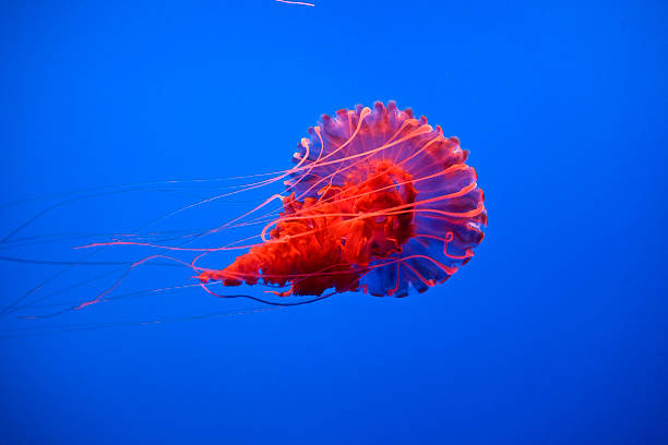 istock beautiful Jelly fishes 461058671