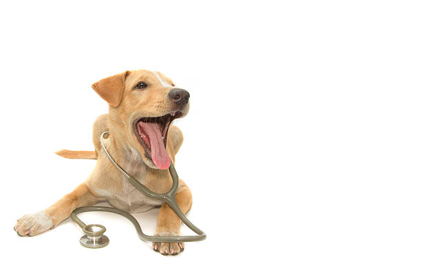 istock cute healthy puppy with a stethoscope 461064109