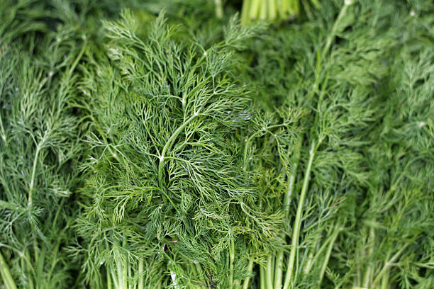 Fresh Dill Background