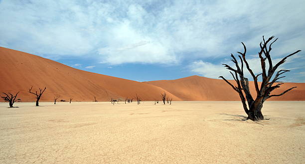 istock Petrified acacia trees in the Namib Desert, Namibia 461064983