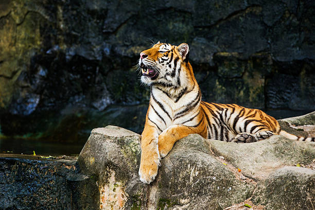 Tiger Tiger siberian tiger stock pictures, royalty-free photos & images