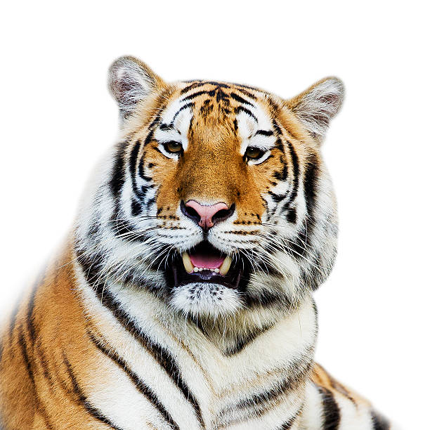 Close Up Tiger Close Up Tiger roaring photos stock pictures, royalty-free photos & images