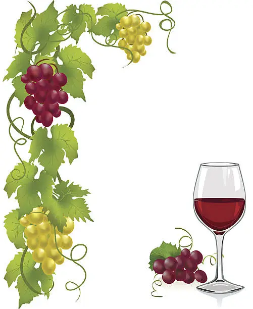 Vector illustration of grapevine and wine glass