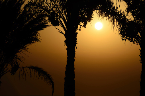 palms with dates at sunrise in egypt