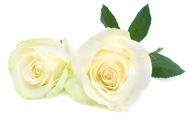 istock white rose with leaves and stem. 461066935