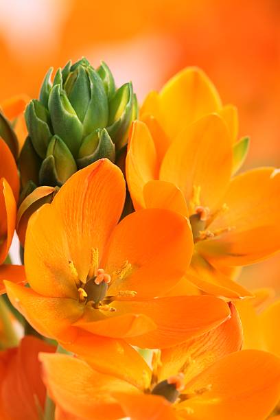 istock Beauty of nature 461068717
