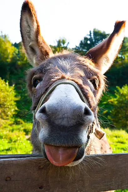 Photo of Donkey with his tongue sticking out