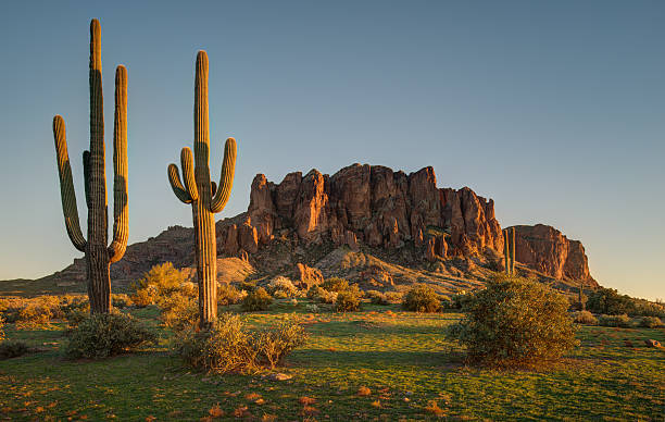 Saguaro Sunset and Superstition Mountains Taken at the Lost Dutchman State Park, east of Phoenix, Arizona. saguaro cactus stock pictures, royalty-free photos & images