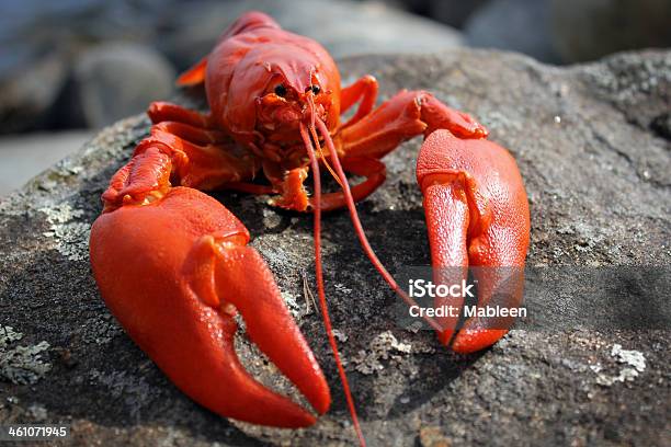 Camarón Foto de stock y más banco de imágenes de Acantilado - Acantilado, Aire libre, Alimento