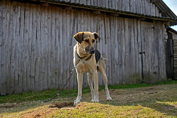 istock Dog on a chain near the house 461074369
