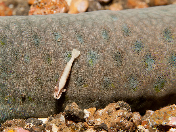 istock sea star shrimp - periclemenes soror 461076197