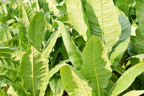istock Tobacco Plantation 461078289