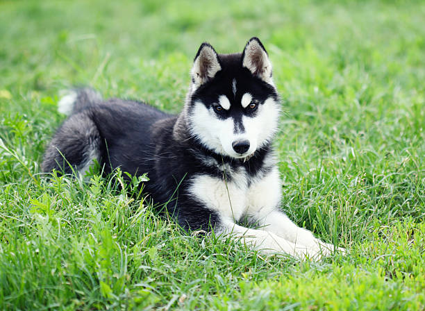 istock husky puppy lying on the grass 461081529