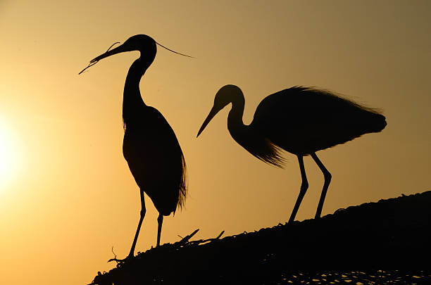 istock two heron gathering in the sunset 461081625