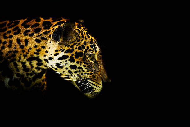 Leopard portrait stock photo