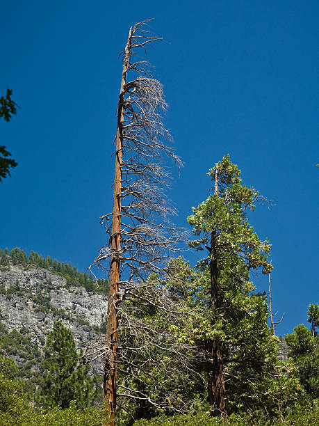 istock dead trees due to a former forest fire, Yosemite Park 461087249