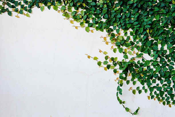 Ivy on wall