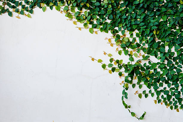ivy folhas isolado sobre um fundo branco - bordered imagens e fotografias de stock