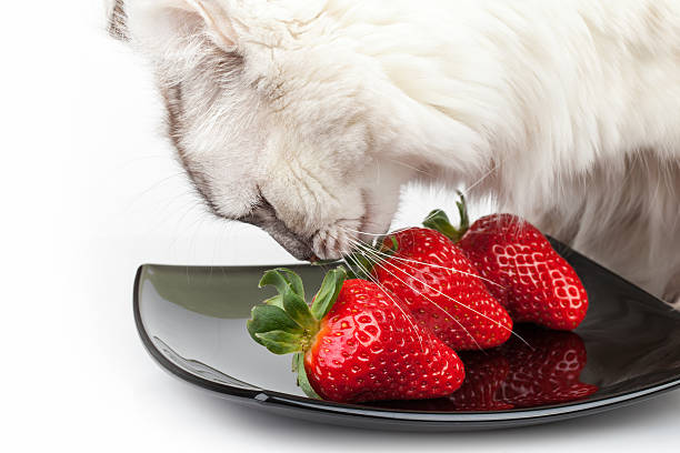 istock White cat carefully eats fresh red strawberry from black plate 461091313