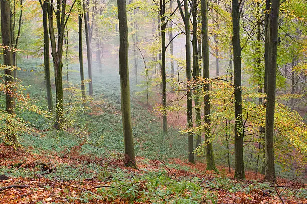 view on trees in forest during autumn , fall, with fog