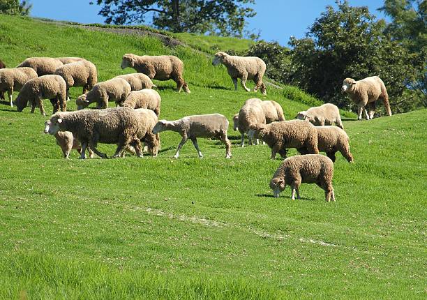 istock Flock of sheep grazes on lush grass 461092107
