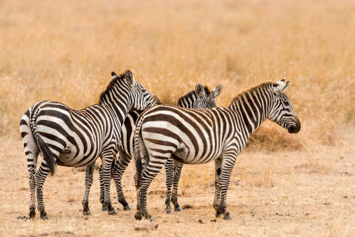 Small herd of plain zebras walk  in savannah, Eastern Africa