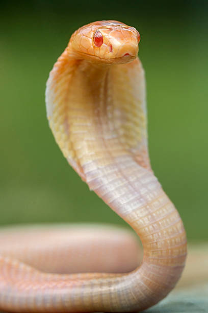 Boa imperator in front of white background