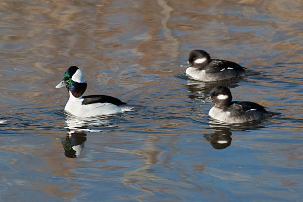 istock Bufflehead trio in South Platte River Colorado 461097265