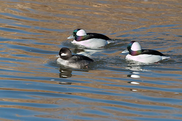 bufflehead 오리의 헤엄치는 남왕 플랫 콜로라드 복사 공간이 - 버플헤드덕 뉴스 사진 이미지