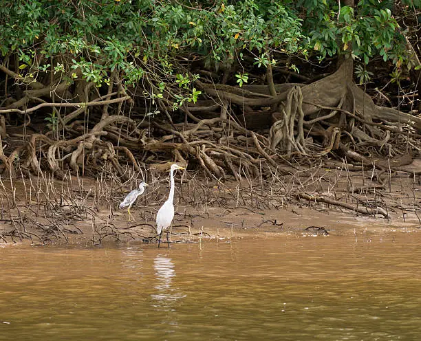 Eastern great egret and  white-faced heron hunting in mangroves of Daintree river in Queensland, Australia.
