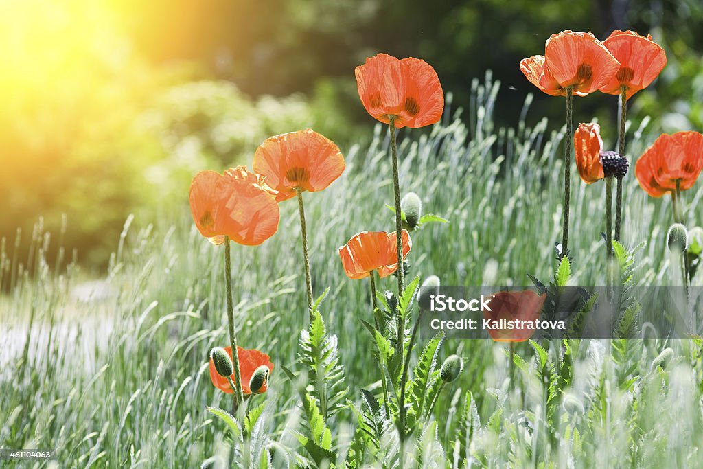 Flores de amapola - Foto de stock de Aire libre libre de derechos