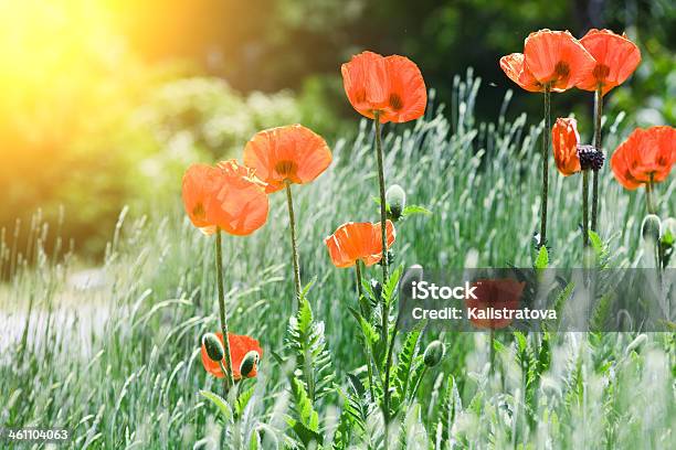 Foto de Flores De Papoula e mais fotos de stock de Bariloche - Bariloche, Cabeça da flor, Campo