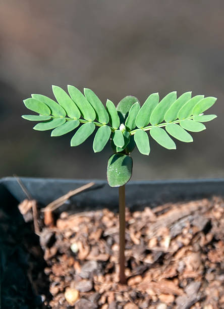 Hawaiian koa tree seedling stock photo